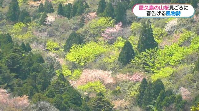 世界遺産・屋久島の山桜が見頃「絨毯みたいできれい」白谷雲水峡登山　鹿児島|TBS NEWS DIG
