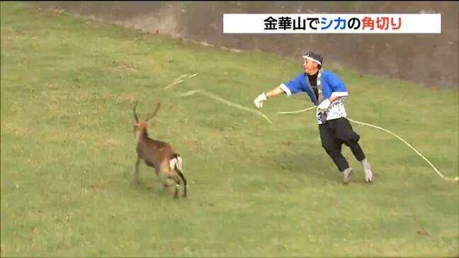 国内では2か所だけ　神の使い“鹿”の角を切る秋の伝統行事　宮城・金華山|TBS NEWS DIG