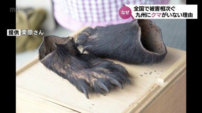 かつて九州にはクマがいた　なぜ今はいない？　全国で相次ぐクマの被害　本州から海を越え上陸はあるのか【再掲載】|TBS NEWS DIG