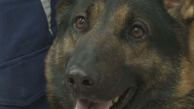 “スゴ鼻”警察犬ジゲン号 1年ぶり2度目のお手柄! 雨雲迫る山で行方不明者を発見 今回もジャーキー1kgもらう 熊本|TBS NEWS DIG