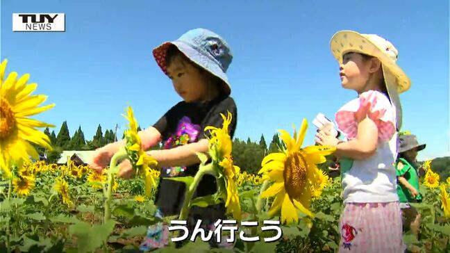 「心が癒される」約1万本が咲き誇る！ 月山高原のひまわりが見ごろ（山形）|TBS NEWS DIG