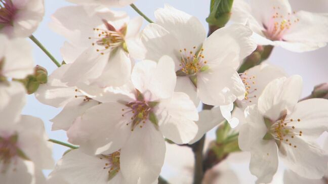 自治体が頭を悩ませる桜並木の高齢化　AIで木の健康状態を判定　対策の助けに　長野・飯山城址公園【ずくだせテレビ】|TBS NEWS DIG