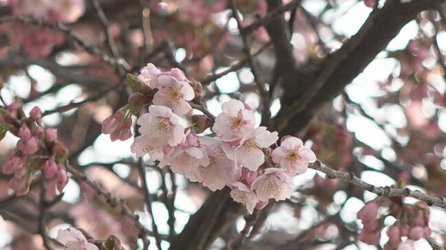 のり面や歩道が崩れても…今年もサクラは咲く！ 奥能登 石川・珠洲市の「谷崎の桜」が美しく開花|TBS NEWS DIG