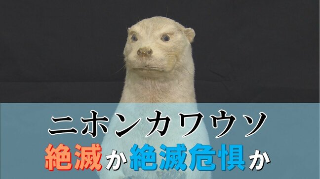 「見たことないもんがおるが~」最後の目撃から50年のニホンカワウソ、国は絶滅認定も、県は絶滅危惧種どまり 今後の判断は?愛媛県|TBS NEWS DIG