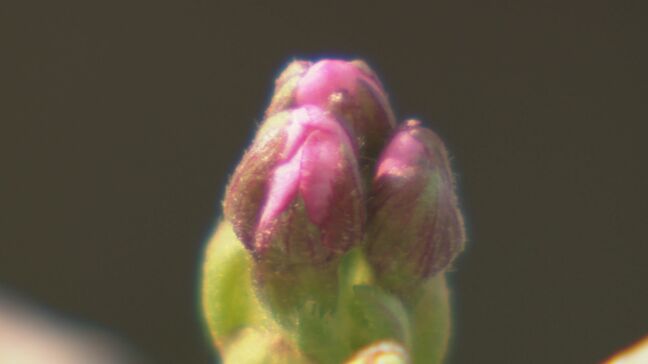 「気持ちがハイに」石川・金沢で春本番の暖かさ　ソメイヨシノは早ければあす開花へ|TBS NEWS DIG