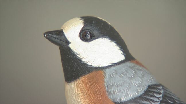 メジロやカワセミ　本物そっくりの野鳥の彫刻　バードカービング作品展　 80点並ぶ　山梨|TBS NEWS DIG