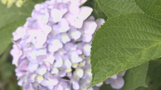 梅雨入り直後　9日から警報級の大雨のおそれも　大分|TBS NEWS DIG