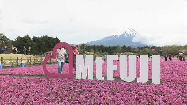 富士山と一面に広がるピンクのじゅうたん　50万株の芝桜が満開　富士芝桜まつり　山梨|TBS NEWS DIG