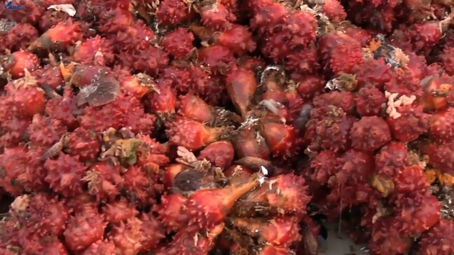 山林火災で被災した大船渡市三陸町綾里で「海のパイナップル」ホヤの水揚げ本格化　岩手|TBS NEWS DIG