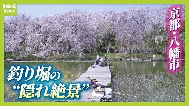 にぎやかな公園を抜けた先…釣り堀にひっそり咲く「満開の枝垂れ桜」　京都・八幡市の隠れ絶景【写真記事】|TBS NEWS DIG