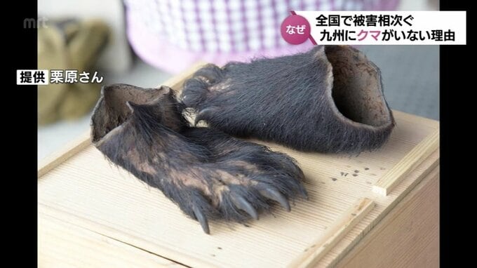 かつて九州にはクマがいた　なぜ今はいない？　全国で相次ぐクマの被害　本州から海を越え上陸はあるのか|TBS NEWS DIG