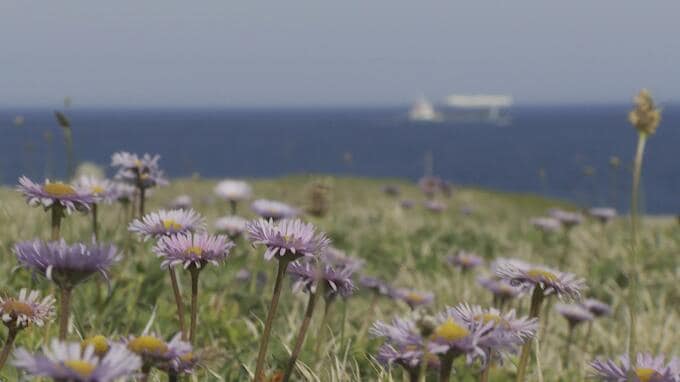 本州最北端の白亜の灯台を彩る　アズマギク見頃に　本州ではここでしか見られない珍しい花も　|　青森のニュース│ATV NEWS│青森テレビ