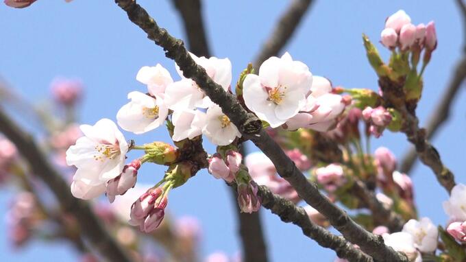 【速報】弘前公園の外堀でソメイヨシノ開花　サクラ前線到達・間もなく園内もサクラ一色に　|　青森のニュース│ATV NEWS│青森テレビ