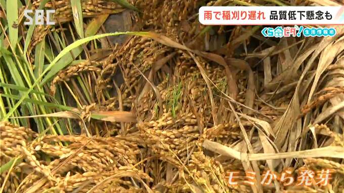 秋の長雨に日照不足…農作物に影響【くらピタ！】コメ農家「長雨で稲刈りができない」　果樹農園も悲鳴…リンゴの木約50本が倒れる被害が…青果店では野菜の出荷量減少に伴い価格が上昇　|　SBC NEWS | 長野のニュース | SBC信越放送