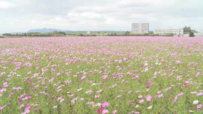 10万平方メートルの水田一面に咲く色とりどりのコスモス　米どころ名護市羽田で水田を活用　|TBS NEWS DIG