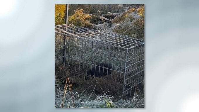 わなにかかったクマ「緊急銃猟」で駆除　県内初　福島・喜多方市|TBS NEWS DIG