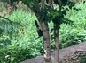 市設置の「トレイルカメラ」にクマ映る　出没相次ぐ原町でまた　仙台・宮城野区　|　宮城のニュース│tbc NEWS│tbc東北放送