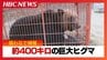 【ヒグマ速報】箱わな倒した巨大ヒグマか　約400キロ、体長1.9メートルのヒグマを捕獲し駆除　地元猟友会会長「相当大きい」過去最大級のヒグマと話す  北海道苫前町|TBS NEWS DIG