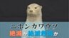 「見たことないもんがおるが～」最後の目撃から50年のニホンカワウソ、国は絶滅認定も、県は絶滅危惧種どまり　今後の判断は？愛媛県　|　愛媛のニュース - Nスタえひめ｜あいテレビは6チャンネル