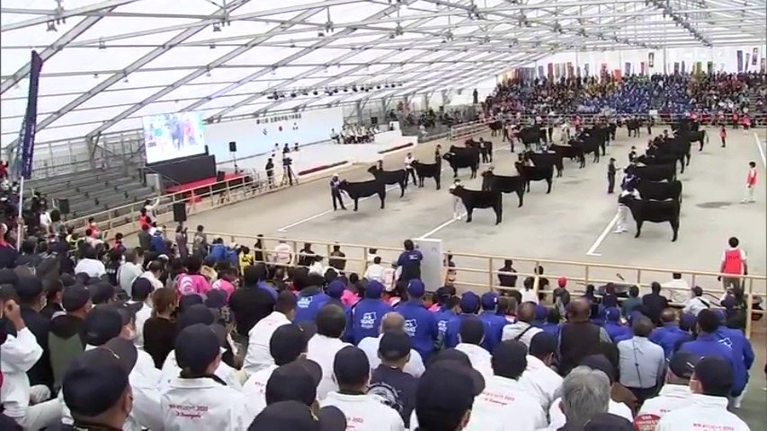 全国和牛能力共進会２日目 種牛の部の審査始まる Mrtニュース ｍｒｔ宮崎放送