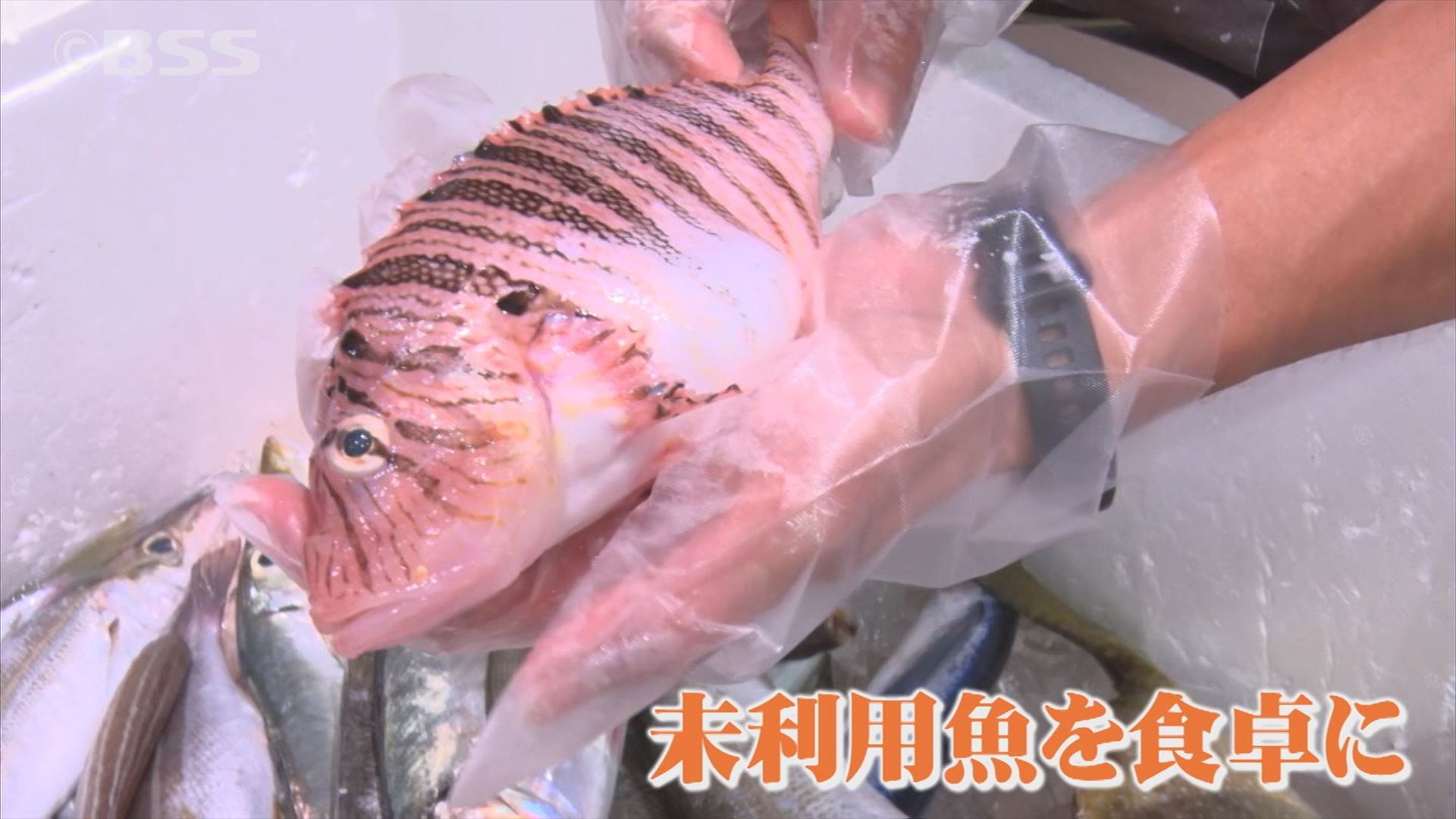 未利用魚をあえて店頭に…未来の漁業を見据えるある漁師の取り組み