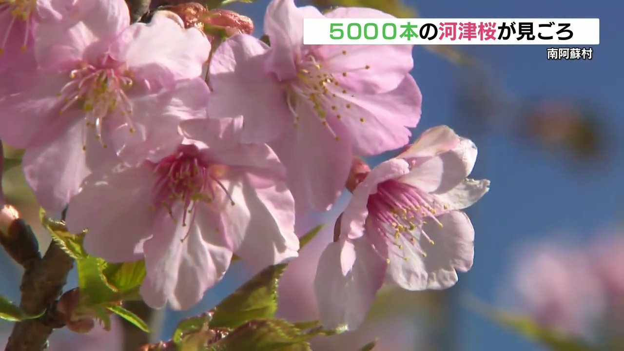 阿蘇の山肌をピンク色に覆う 約5000本の「早咲き」河津桜見ごろ迎える