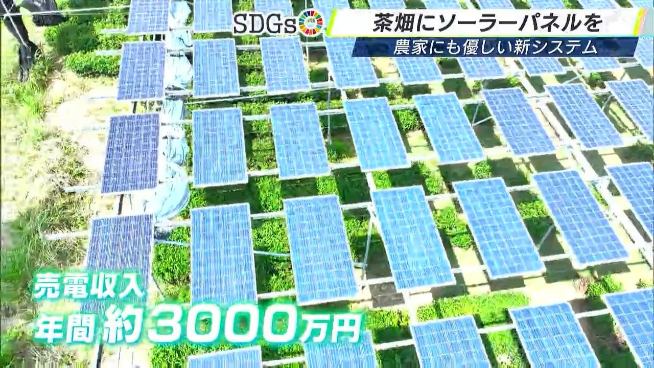 6℃～7℃は下がる人間がいても涼しい」茶畑にソーラーパネルで日光を遮り