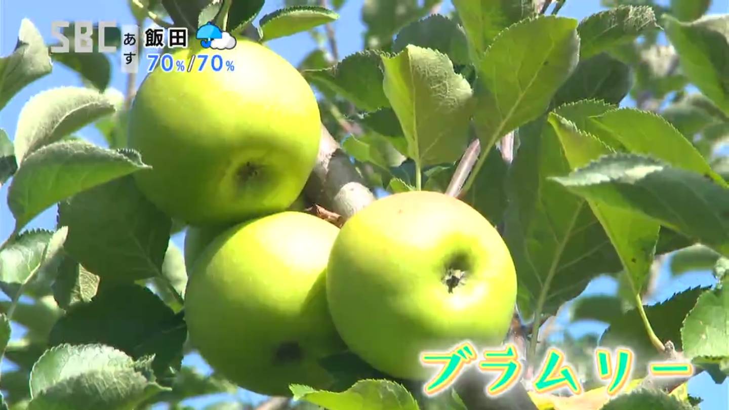 栗の町 信州 小布施 で青リンゴを育てるワケ イギリス生まれ ブラムリー 調理用青リンゴその歴史と魅力 長野 Tbs News Dig