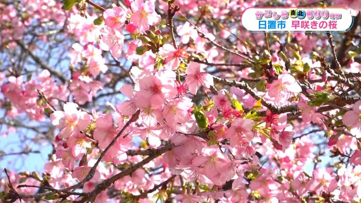 日置市で早咲きの桜「イズノオドリコ」見ごろ【かごしま南北600キロ