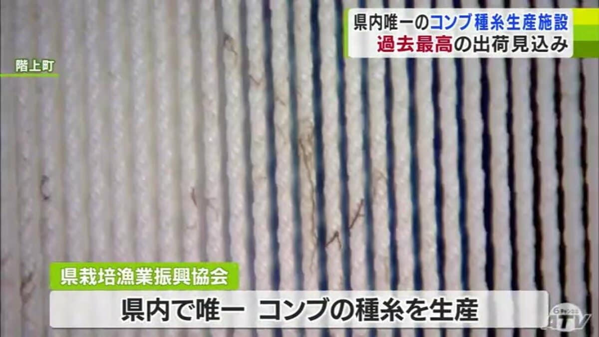 コンブの養殖に使う「種糸」生産の青森県内唯一の施設で今年度の初出荷 近年需要が高まり今年度の出荷は過去最高となる見込み 階上町 | TBS ...