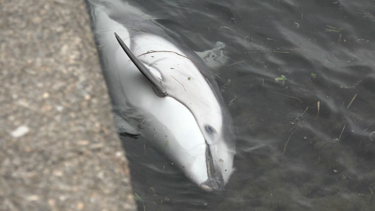 うみいるか 魚津の漁港にイルカ漂着？ 浮かんだまま動かず…富山湾沖合を回遊の
