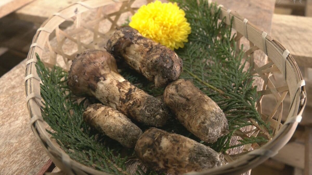 「天然マツタケ」初競り 例年より早めの入荷 100グラム3000円で競り落とされる 岐阜・高山市