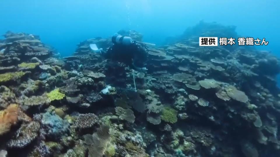 名護市大浦湾のサンゴ被度低下　４つの地点で過去最低値　普天間基地の辺野古移設工事海域近く