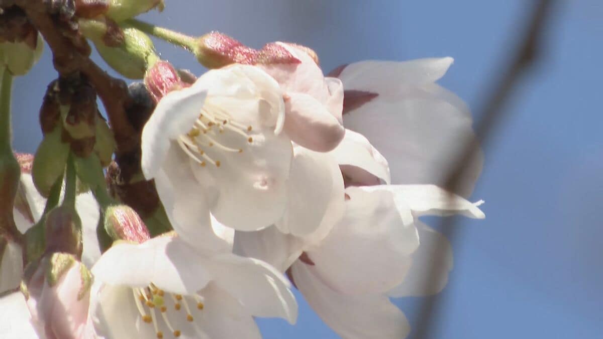 【速報】名古屋で桜開花 2023年などと並び観測史上最も早い 満開は3月26日予想