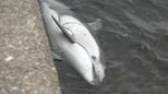 魚津の漁港にイルカ漂着? 浮かんだまま動かず…富山湾沖合を回遊のカマイルカか 富山・魚津市|TBS NEWS DIG