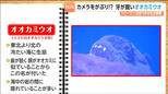 カメラをがぶり!?牙が鋭いオオカミウオ 冷たい海に住む凶暴な魚!|TBS NEWS DIG