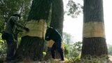 「秋の風物詩を楽しんで」国の名勝・衆楽園で松を害虫から守る「こも巻き」【岡山・津山市】|TBS NEWS DIG