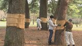 公園で冬支度 マツの「こも巻き」始まる 大分・別府市 | 大分のニュース|OBS NEWS|大分放送