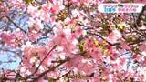 日置市で早咲きの桜「イズノオドリコ」見ごろ【かごしま南北600キロ】 | 鹿児島のニュース|MBC NEWS|南日本放送