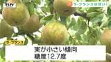 今年のラ・フランスは甘い! しかし深刻化するクマによる農作物被害... 「上まで登ってきれいに食う」と農家も嘆く(山形)|TBS NEWS DIG