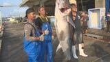 八重山でクロマグロの今年初水揚げ|TBS NEWS DIG