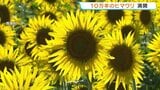 暗闇に浮かぶ10万本の満開ヒマワリ　10年前の熊本地震で被災した畑を彩る　熊本・西原村|TBS NEWS DIG