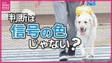 西日本最大の盲導犬訓練センターが広島市に開設へ「2人に1人が拒否」を変える一歩に 解消したい「誤解」に 知っておきたい”心のバリアフリー”と正しい接し方|TBS NEWS DIG