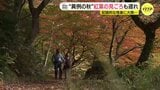 “異例の暖かい秋”「黄色や赤など癒される」広島各地の紅葉情報 「自然が相手なので致し方ない」南部は来週見ごろか|TBS NEWS DIG