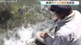 魚津で約3万3千匹のアユの稚魚 来月中旬のアユ漁の解禁を前に放流 富山　|　富山のニュース｜天気・防災｜チューリップテレビ