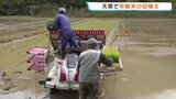 「早期米」熊本・天草市で苗植え　水不足から雨予報の一週間 根が張るまで水管理が重要に|TBS NEWS DIG