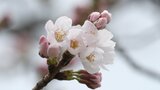 金沢でサクラ開花 観測史上最速に並ぶ　|　石川県のニュース｜MRO北陸放送
