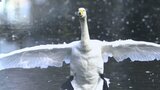 ハクチョウの姿に魅せられ撮影を続けて半世紀 75歳の写真家が120回目の作品展 岩手・金ケ崎町|TBS NEWS DIG