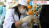 皮むきから柿すだれ作りまでを体験…小学生が地域特産の市田柿作り「渋かった」途中で皮の試食も、1か月後には粉を吹いて食べごろに|TBS NEWS DIG