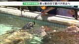 “なっぱ7.28”食べて夏バテ防ごう　ウミガメに菜っ葉のエサやり＝静岡・下田海中水族館|TBS NEWS DIG